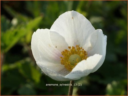 Anemone sylvestris | Anemoon