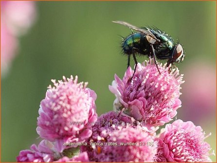 Antennaria dioica &#039;Rotes Wunder&#039; | Rozenkransje