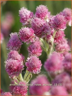 Antennaria dioica &#039;Rotes Wunder&#039; | Rozenkransje