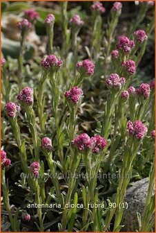 Antennaria dioica &#039;Rubra&#039; | Rozenkransje