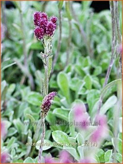 Antennaria dioica &#039;Rubra&#039; | Rozenkransje