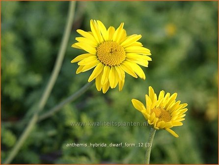 Anthemis hybrida &#039;Dwarf Form&#039; | Gele kamille, Verfkamille, Kamille | F&auml;rberkamilleQ