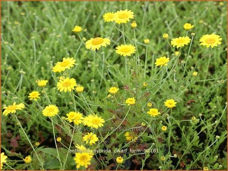 Anthemis hybrida &#039;Dwarf Form&#039; | Gele kamille, Verfkamille, Kamille | F&auml;rberkamille