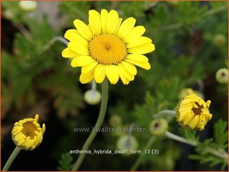 Anthemis hybrida &#039;Dwarf Form&#039; | Gele kamille, Verfkamille, Kamille | F&auml;rberkamille