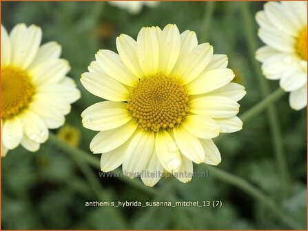 Anthemis hybrida &#039;Susanna Mitchel&#039; | Kamille, Roomse kamille