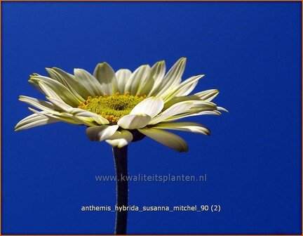 Anthemis hybrida &#039;Susanna Mitchel&#039; | Kamille, Roomse kamille