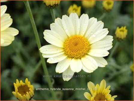 Anthemis hybrida &#039;Susanna Mitchel&#039; | Kamille, Roomse kamille