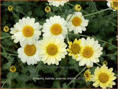 Anthemis hybrida &#039;Susanna Mitchel&#039; | Kamille, Roomse kamille