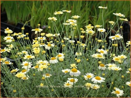 Anthemis hybrida &#039;Susanna Mitchel&#039; | Kamille, Roomse kamille