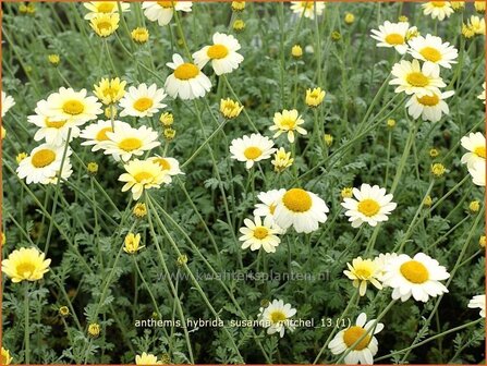 Anthemis hybrida &#039;Susanna Mitchel&#039; | Kamille, Roomse kamille