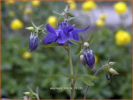 Aquilegia alpina | Akelei | Alpen-Akelei