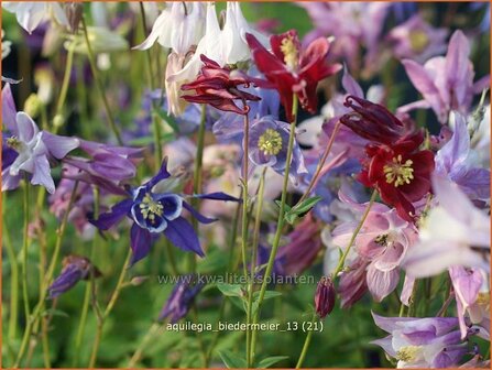 Aquilegia &#039;Biedermeier&#039; | Akelei