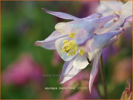 Aquilegia &#039;Biedermeier&#039; | Akelei