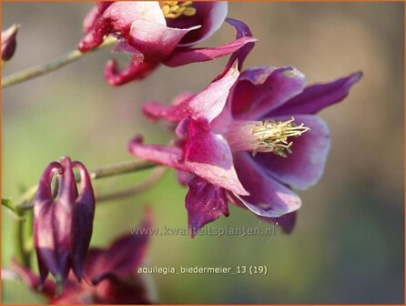 Aquilegia &#039;Biedermeier&#039; | Akelei