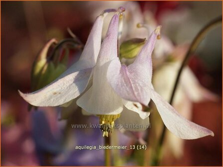 Aquilegia &#039;Biedermeier&#039; | Akelei