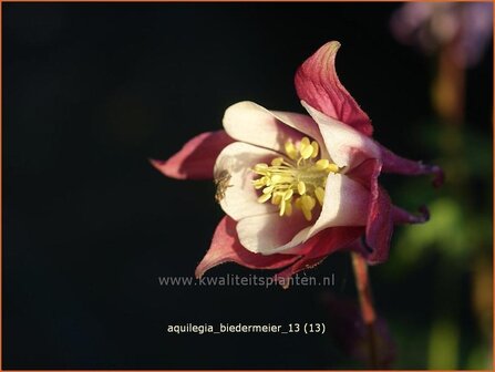 Aquilegia &#039;Biedermeier&#039; | Akelei