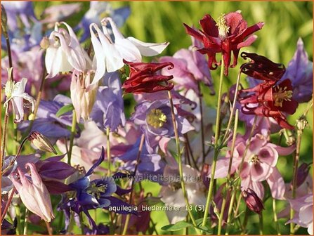 Aquilegia &#039;Biedermeier&#039; | Akelei