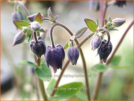 Aquilegia &#039;Blue Barlow&#039; | Akelei | Akelei