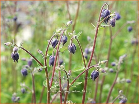 Aquilegia &#039;Blue Barlow&#039; | Akelei | Akelei