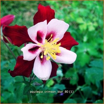 Aquilegia &#039;Crimson Star&#039; | Akelei