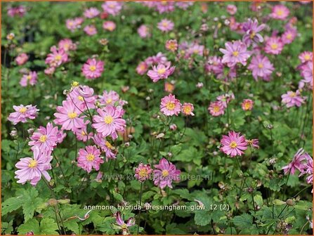 Anemone hybrida &#039;Bressingham Glow&#039; | Anemoon, Herfstanemoon, Japanse anemoon