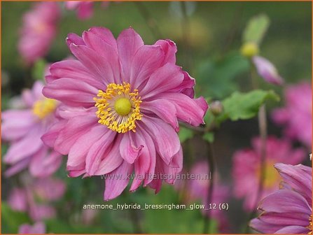 Anemone hybrida &#039;Bressingham Glow&#039; | Anemoon, Herfstanemoon, Japanse anemoonAnemone hybrida &#039;Bressingham G