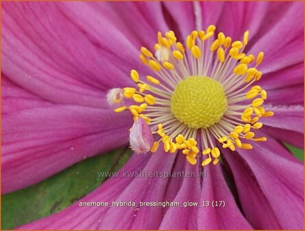 Anemone hybrida &#039;Bressingham Glow&#039; | Anemoon, Herfstanemoon, Japanse anemoon