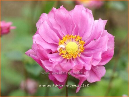 Anemone hybrida &#039;Margarette&#039; | Anemoon, Herfstanemoon, Japanse anemoon