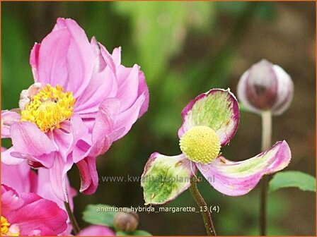 Anemone hybrida &#039;Margarette&#039; | Anemoon, Herfstanemoon, Japanse anemoon