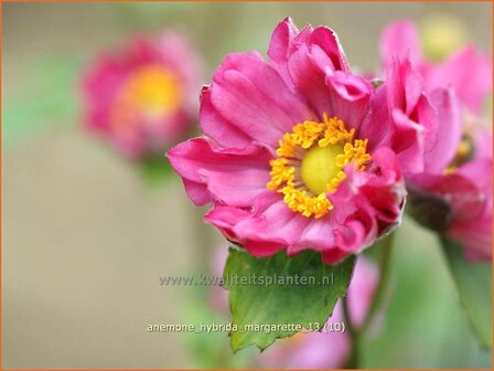 Anemone hybrida &#039;Margarette&#039; | Anemoon, Herfstanemoon, Japanse anemoon