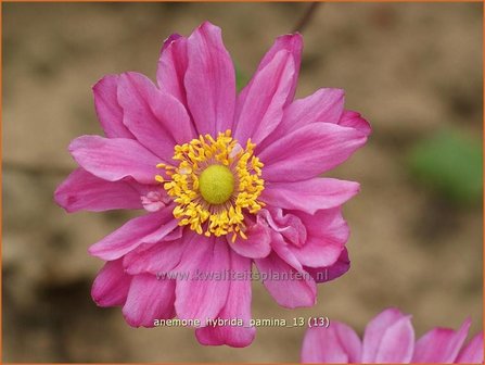 Anemone hybrida &amp;#39;Pamina&amp;#39; | Herfstanemoon, Japanse anemoon, Anemoon | Herbstanemone