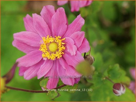 Anemone hybrida &amp;#39;Pamina&amp;#39; | Herfstanemoon, Japanse anemoon, Anemoon | Herbstanemone