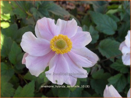 Anemone hybrida &#039;Serenade&#039; | Anemoon, Herfstanemoon, Japanse anemoon