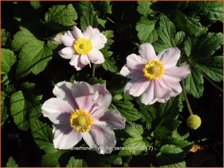 Anemone hybrida &#039;Serenade&#039; | Anemoon, Herfstanemoon, Japanse anemoon