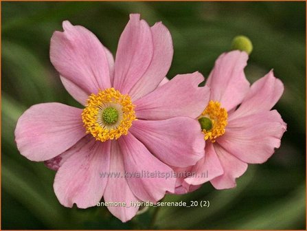 Anemone hybrida &#039;Serenade&#039; | Anemoon, Herfstanemoon, Japanse anemoon