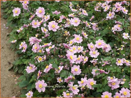 Anemone hybrida &#039;Serenade&#039; | Anemoon, Herfstanemoon, Japanse anemoon