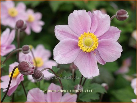 Anemone hybrida &#039;Serenade&#039; | Anemoon, Herfstanemoon, Japanse anemoon