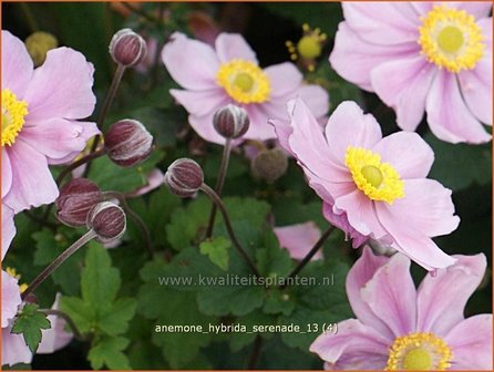 Anemone hybrida &#039;Serenade&#039; | Anemoon, Herfstanemoon, Japanse anemoon