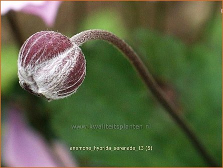 Anemone hybrida &#039;Serenade&#039; | Anemoon, Herfstanemoon, Japanse anemoon