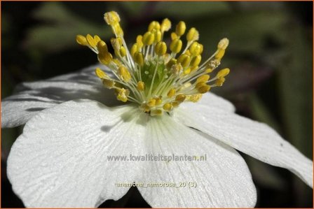 Anemone nemorosa | Bosanemoon