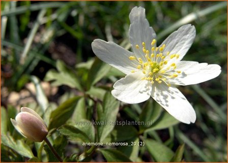 Anemone nemorosa | Bosanemoon