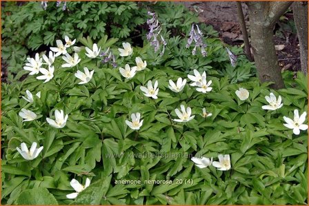 Anemone nemorosa | Bosanemoon