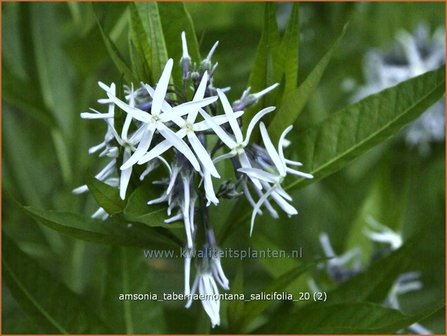 Amsonia tabernaemontana salicifolia | Blauwe ster