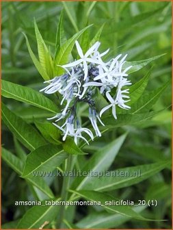 Amsonia tabernaemontana salicifolia | Blauwe ster