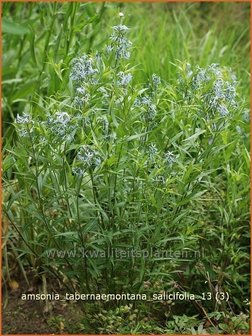 Amsonia tabernaemontana salicifolia | Blauwe ster