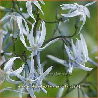 Amsonia tabernaemontana salicifolia | Blauwe ster