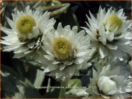 Anaphalis triplinervis &#039;Sommerschnee&#039; | Siberische edelweiss