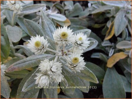 Anaphalis triplinervis &#039;Sommerschnee&#039; | Siberische edelweiss