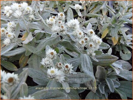 Anaphalis triplinervis &#039;Sommerschnee&#039; | Siberische edelweiss