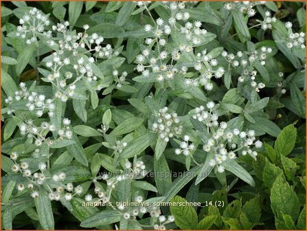 Anaphalis triplinervis &#039;Sommerschnee&#039; | Siberische edelweiss